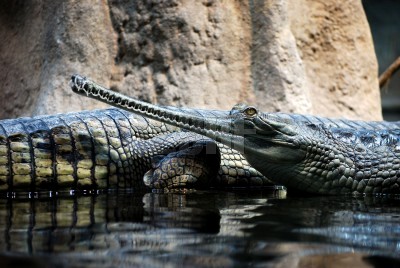 Gavial