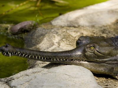 Gavial